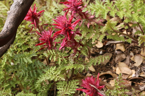 iNaturalist observation photo of Warrior's Plume
