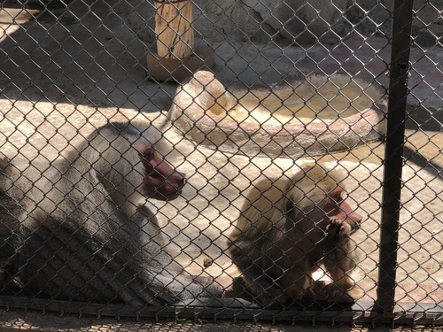 Primates