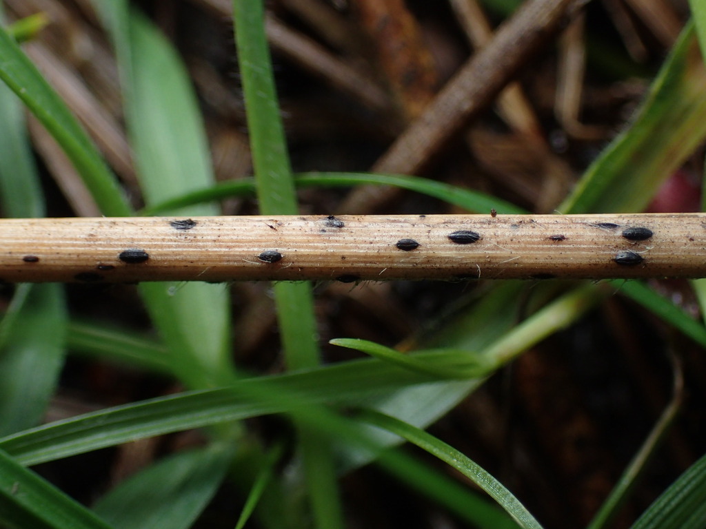 Lophodermium sp. 'CA03'