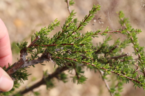 iNaturalist observation photo of chamise