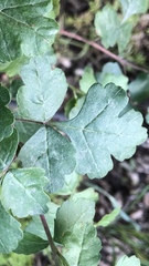 Rhus aromatica aromatica