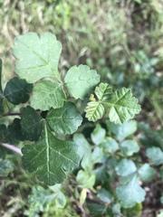 Rhus aromatica aromatica
