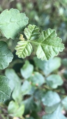 Rhus aromatica aromatica