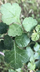 Rhus aromatica aromatica