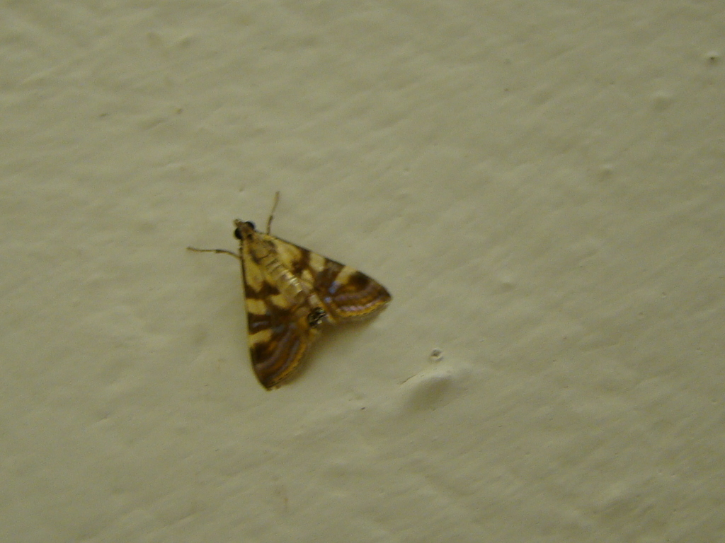 Talanga talangalis
