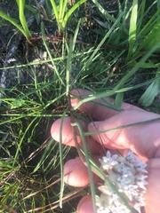 Asclepias michauxii
