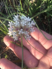 Asclepias michauxii