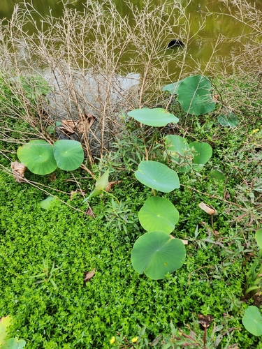 Nelumbo nucifera, 2024-03-04