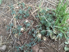 Trifolium gymnocarpon