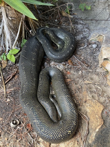 Diamond Python sighting