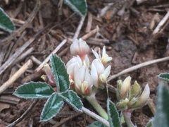 Trifolium gymnocarpon