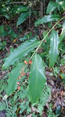 Alpinia formosana