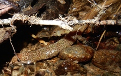 Desmognathus santeetlah