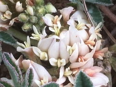 Trifolium gymnocarpon