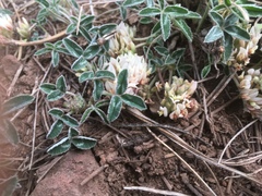 Trifolium gymnocarpon