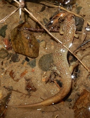 Desmognathus santeetlah