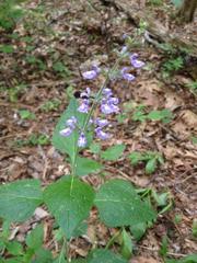 Salvia urticifolia