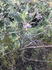 Eriodictyon crassifolium