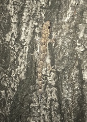 Hemidactylus mabouia