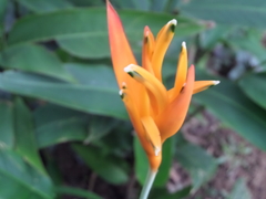 Heliconia psittacorum