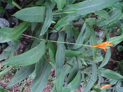 Heliconia psittacorum