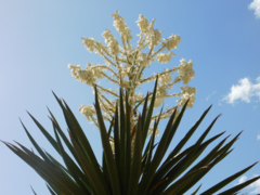 Yucca faxoniana