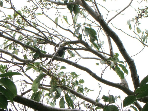 Striated Starling (Aplonis striata), photo 2