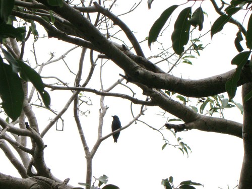 Striated Starling (Aplonis striata), photo 2