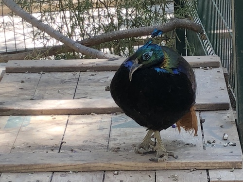 Lophophorus impejanus