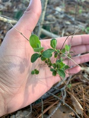 Lonicera sempervirens