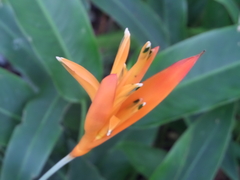 Heliconia psittacorum