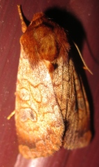 Sideridis rosea