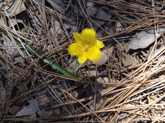 Calochortus monophyllus