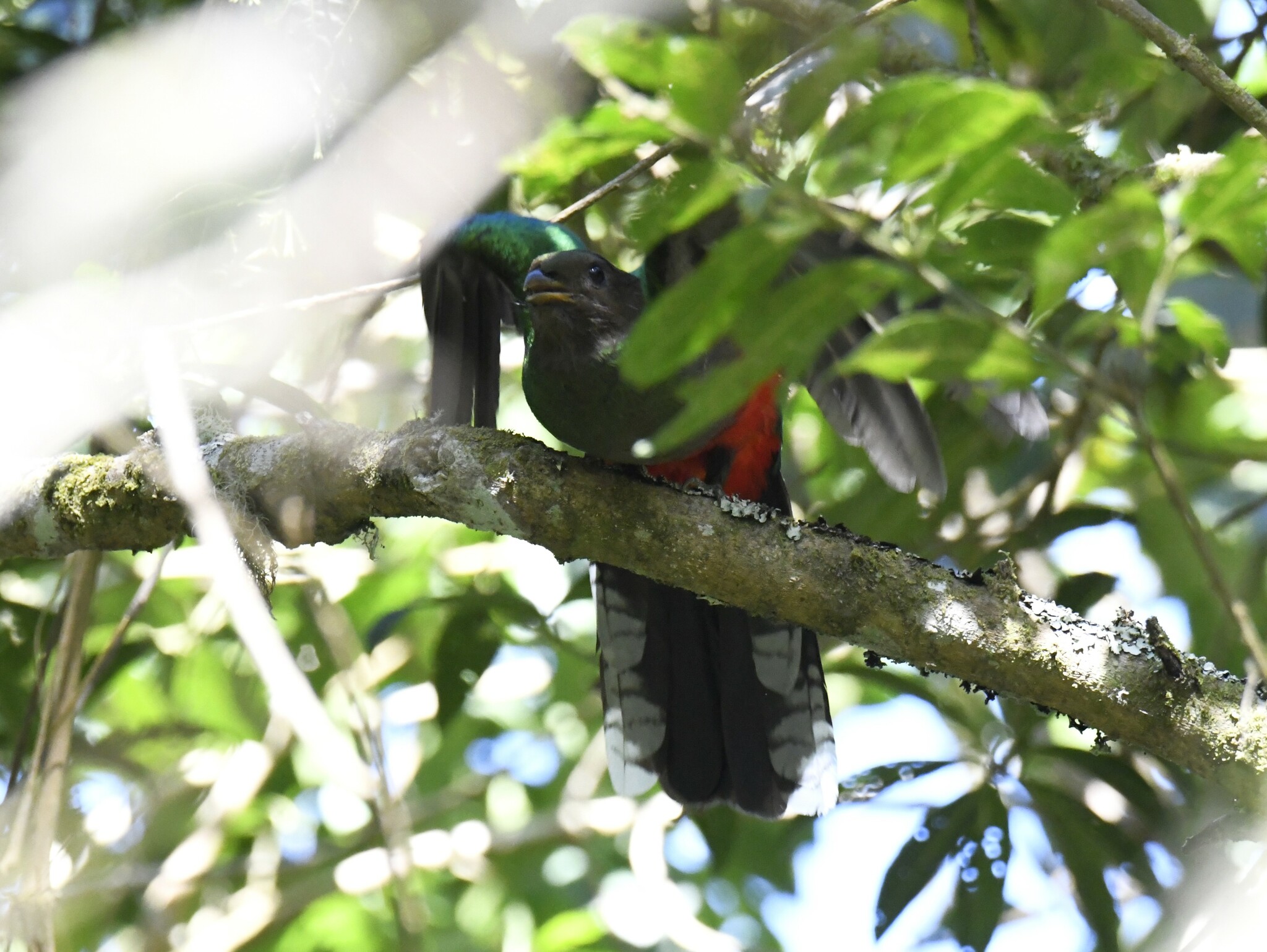 White-tipped Quetzal (Pharomachrus fulgidus), photo 9