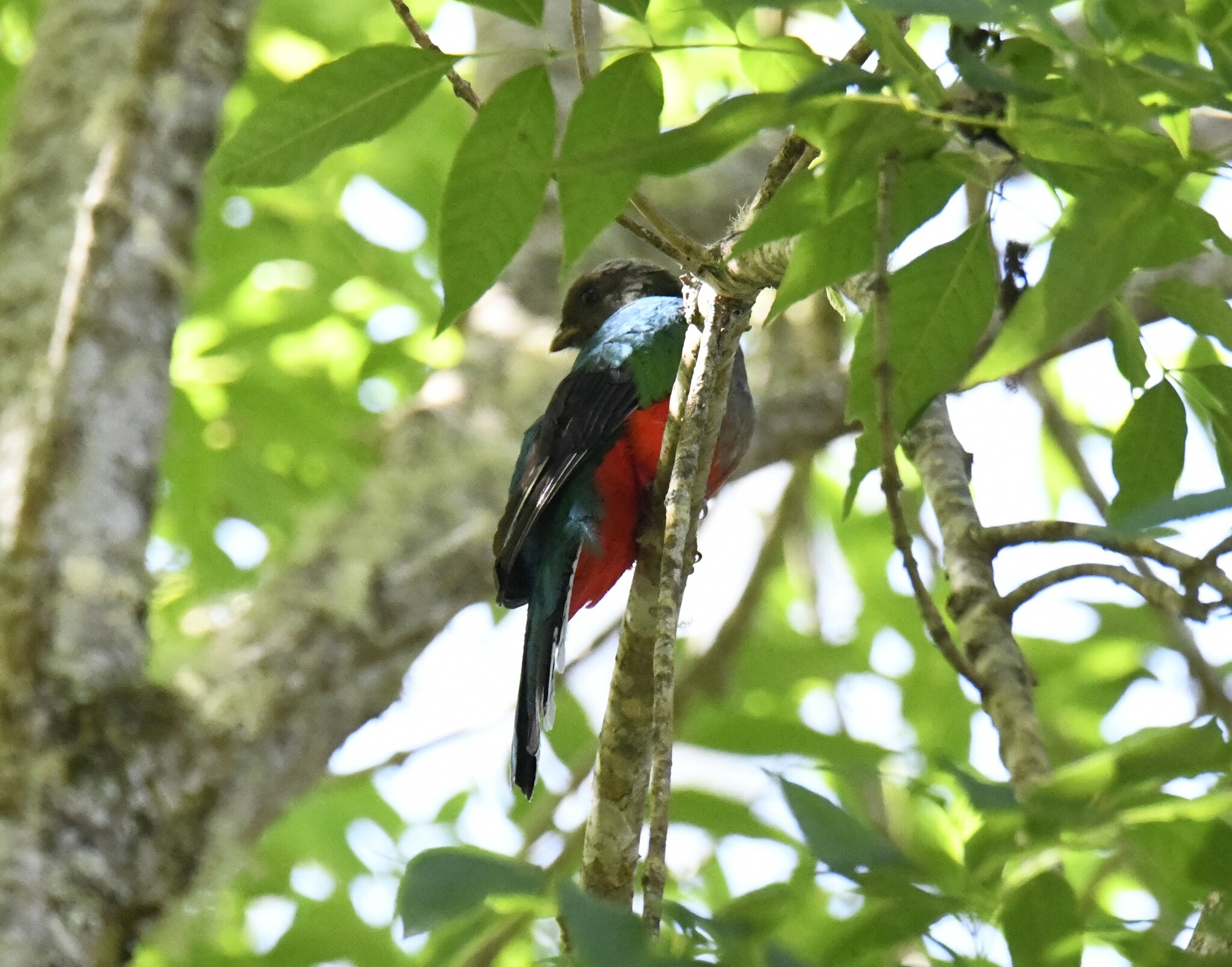 White-tipped Quetzal (Pharomachrus fulgidus), photo 10