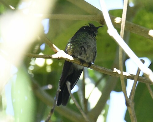 Black-backed Thornbill (Ramphomicron dorsale)