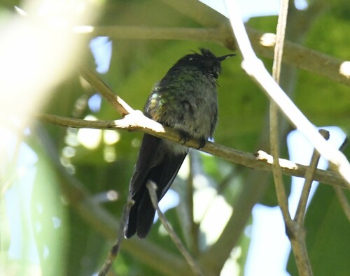 Black-backed Thornbill (Ramphomicron dorsale), photo 2