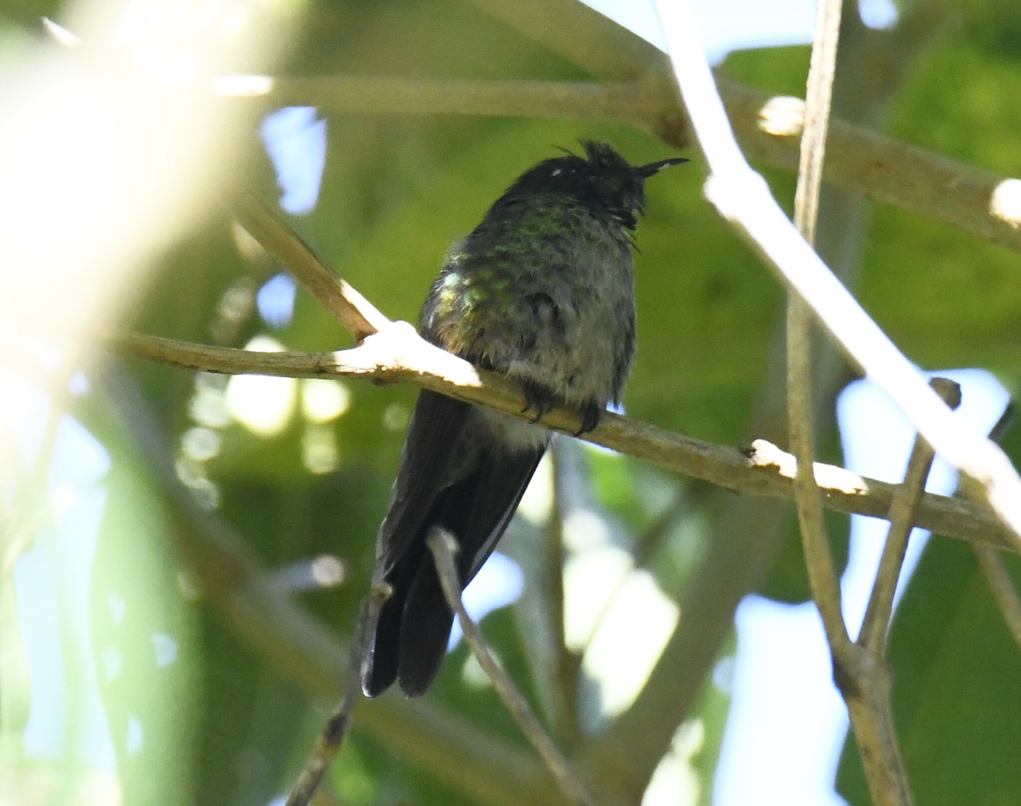 Black-backed Thornbill (Ramphomicron dorsale), photo 2