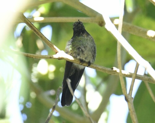 Black-backed Thornbill (Ramphomicron dorsale), photo 9
