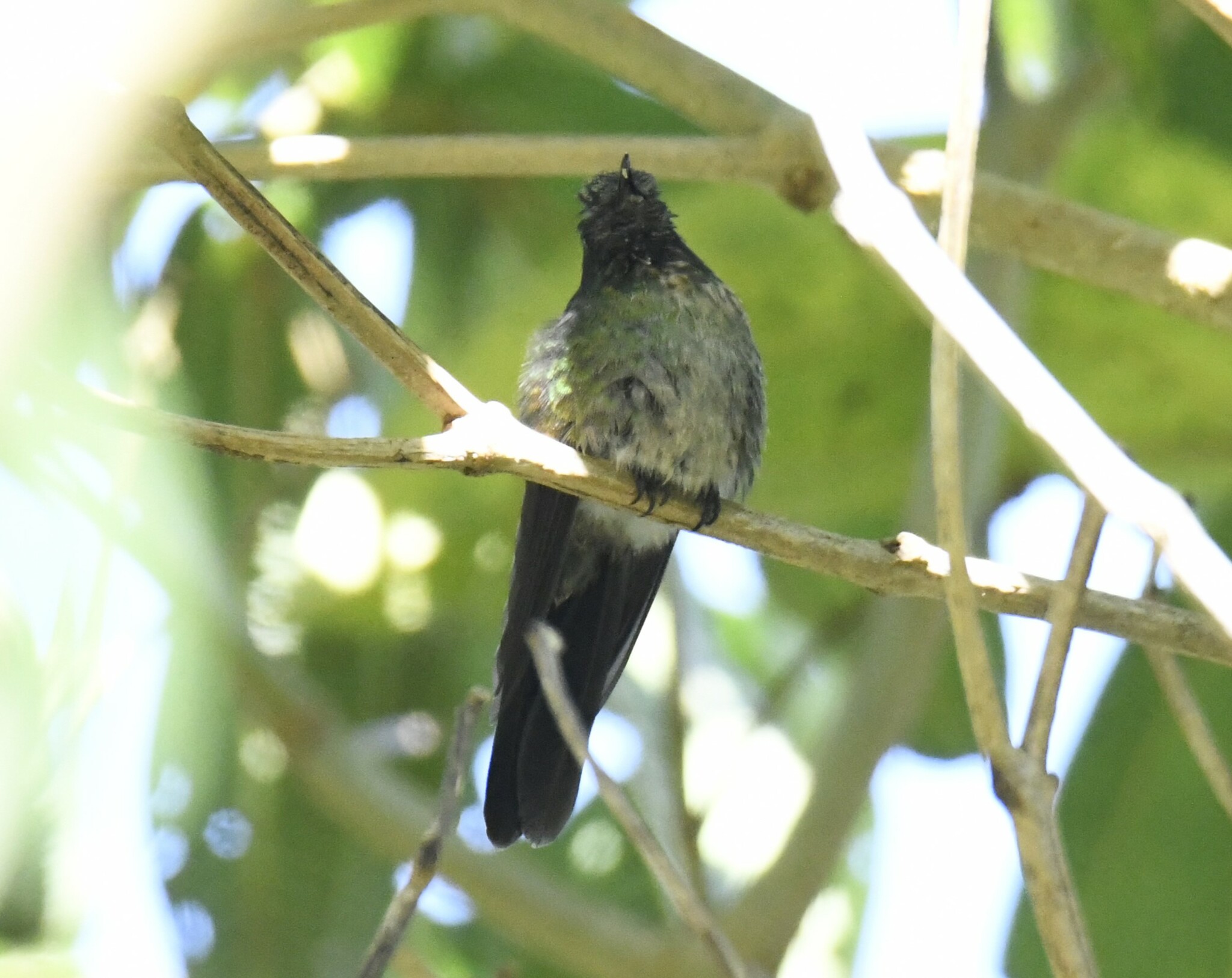 Black-backed Thornbill (Ramphomicron dorsale), photo 9