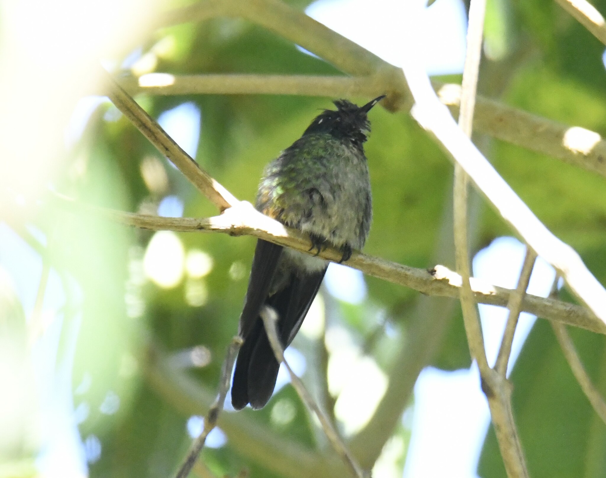 Black-backed Thornbill (Ramphomicron dorsale), photo 8