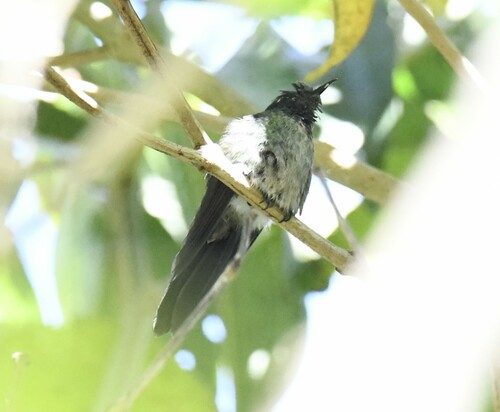 Black-backed Thornbill (Ramphomicron dorsale), photo 6