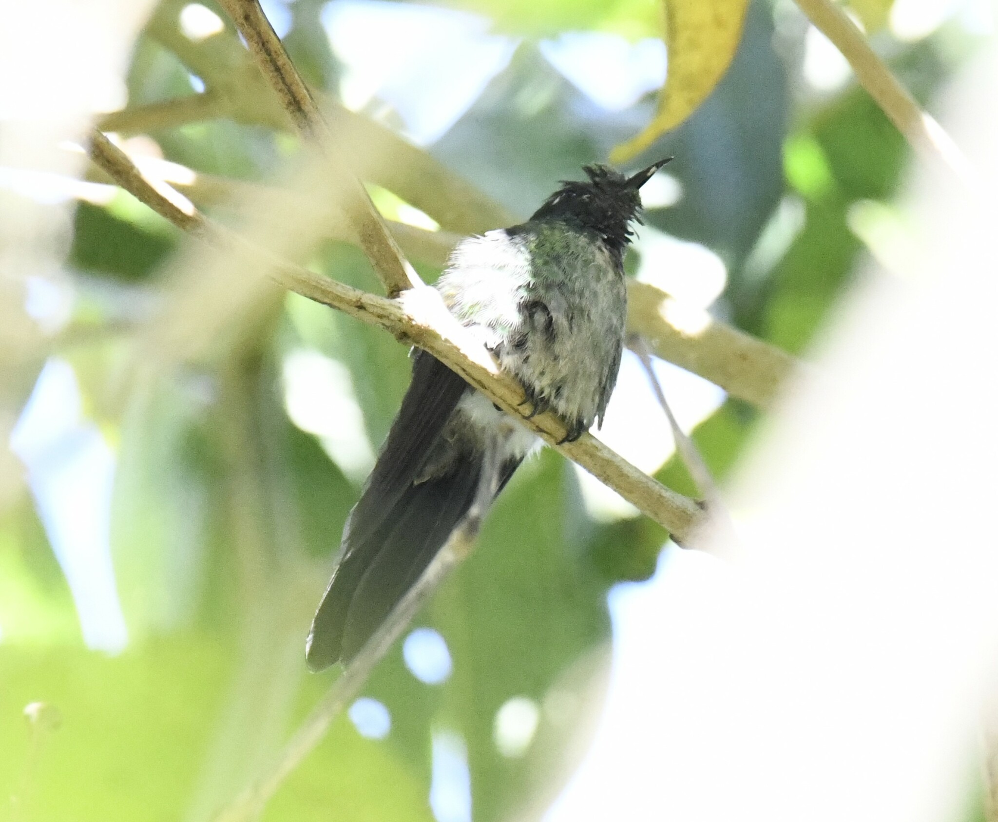 Black-backed Thornbill (Ramphomicron dorsale), photo 6