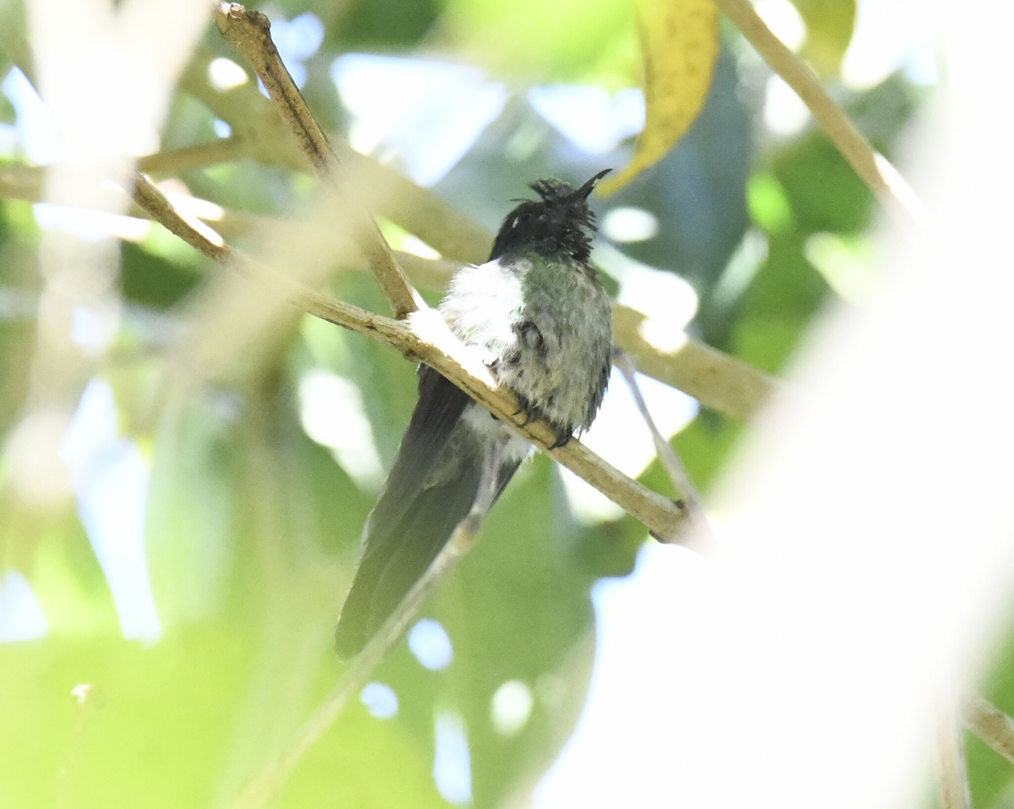 Black-backed Thornbill (Ramphomicron dorsale), photo 5