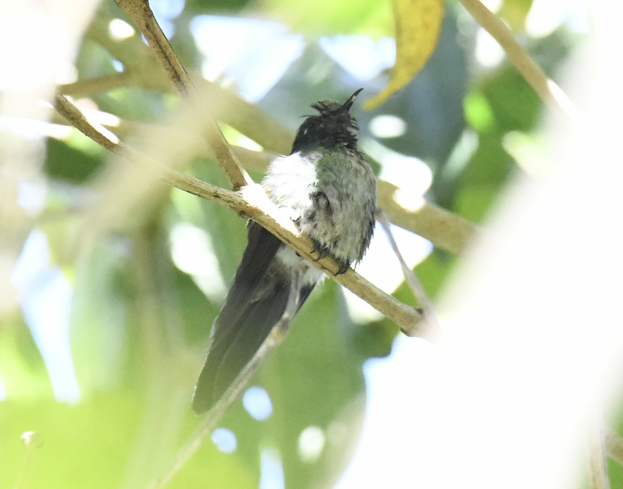 Black-backed Thornbill (Ramphomicron dorsale), photo 7