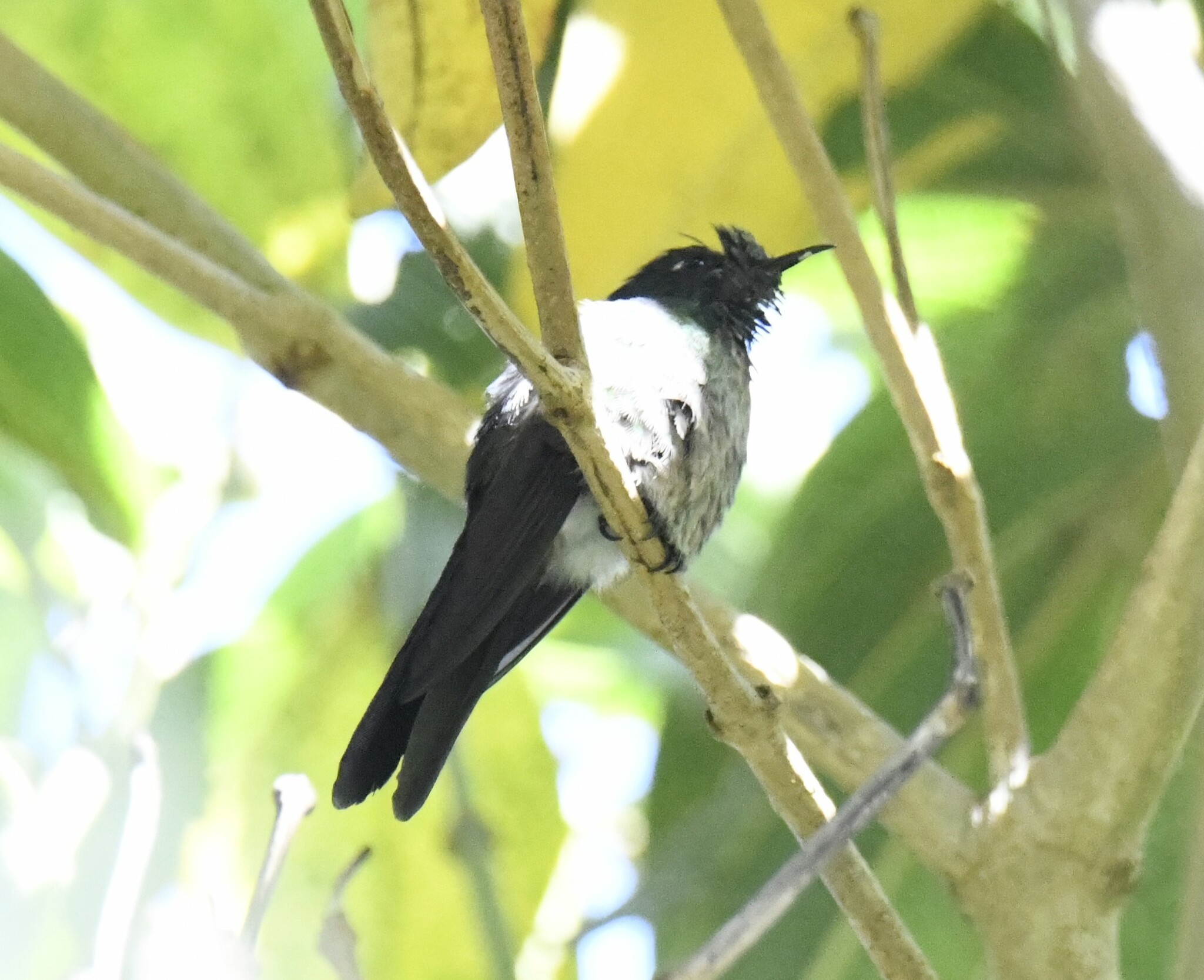 Black-backed Thornbill (Ramphomicron dorsale), photo 10
