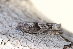 Pseudexentera vaccinii