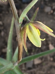Fritillaria
