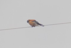 Falco sparverius sparverius