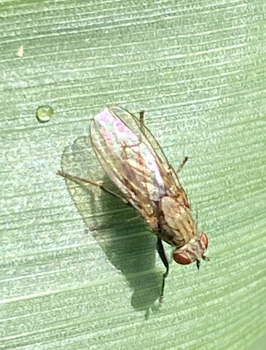 iNaturalist observation photo of Notiphila